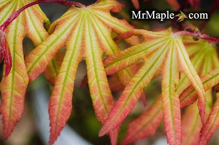 - Acer palmatum 'Reticulatum Purple' Japanese Maple - Mr Maple │ Buy Japanese Maple Trees