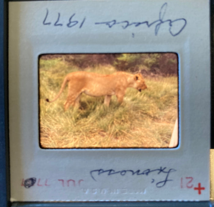 (Slides) Africa: 24 35mm slides of lioness, black rhinos, giraffes, flamingoes, Mt. Kilimanjaro (1977).