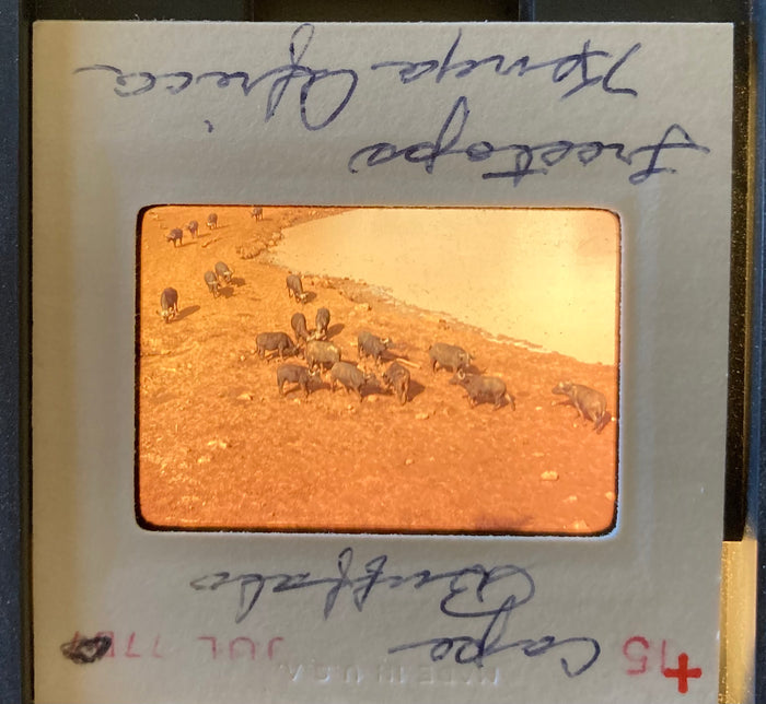 (Slides) Africa: 24 35mm slides of lioness, black rhinos, giraffes, flamingoes, Mt. Kilimanjaro (1977).