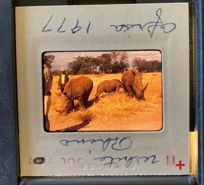 (Slides) Africa: 24 35mm slides of lioness, black rhinos, giraffes, flamingoes, Mt. Kilimanjaro (1977).